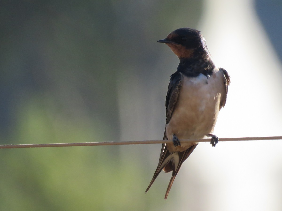 vlaštovka obecná - ML646228015