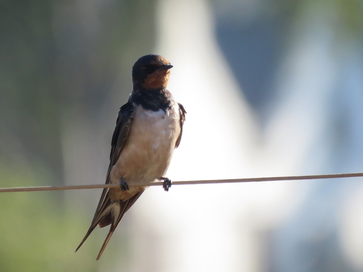 vlaštovka obecná - ML646228016