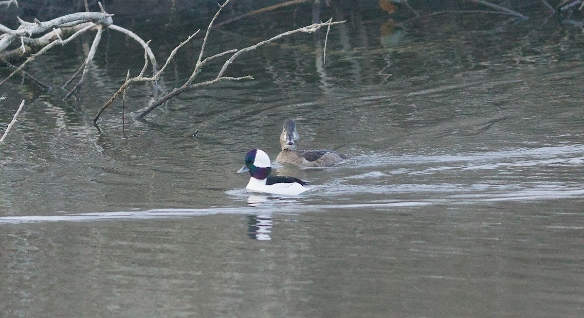 Гоголь-головастик - ML646228018