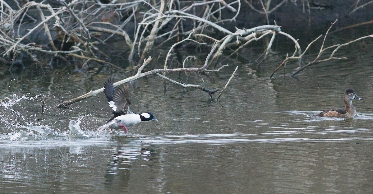 Гоголь-головастик - ML646228019