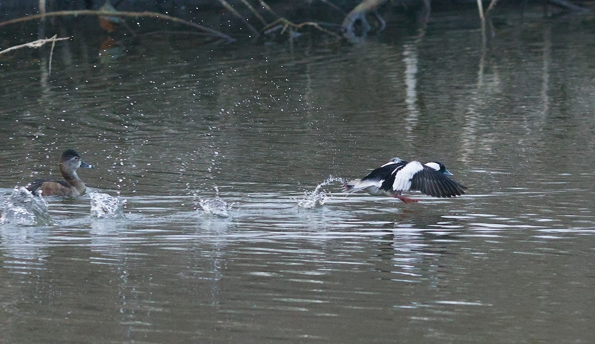 Гоголь-головастик - ML646228020