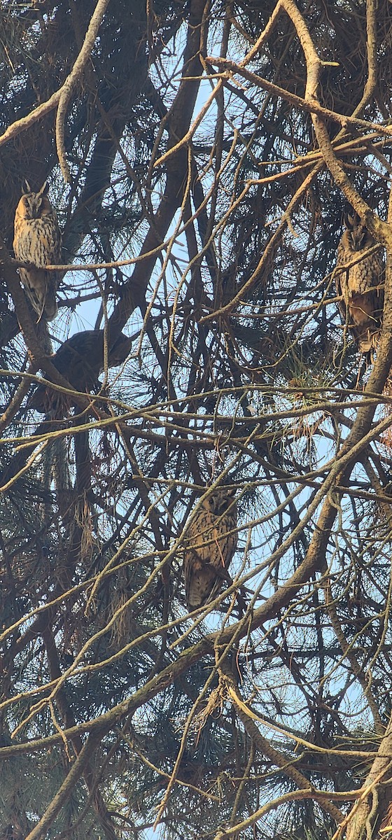 Соотон гуйванга - ML646228027