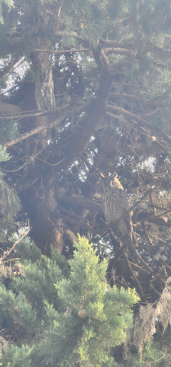 Соотон гуйванга - ML646228028