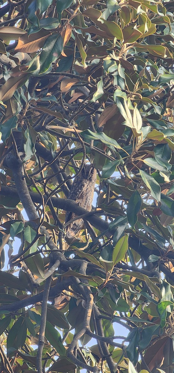 Соотон гуйванга - ML646228029