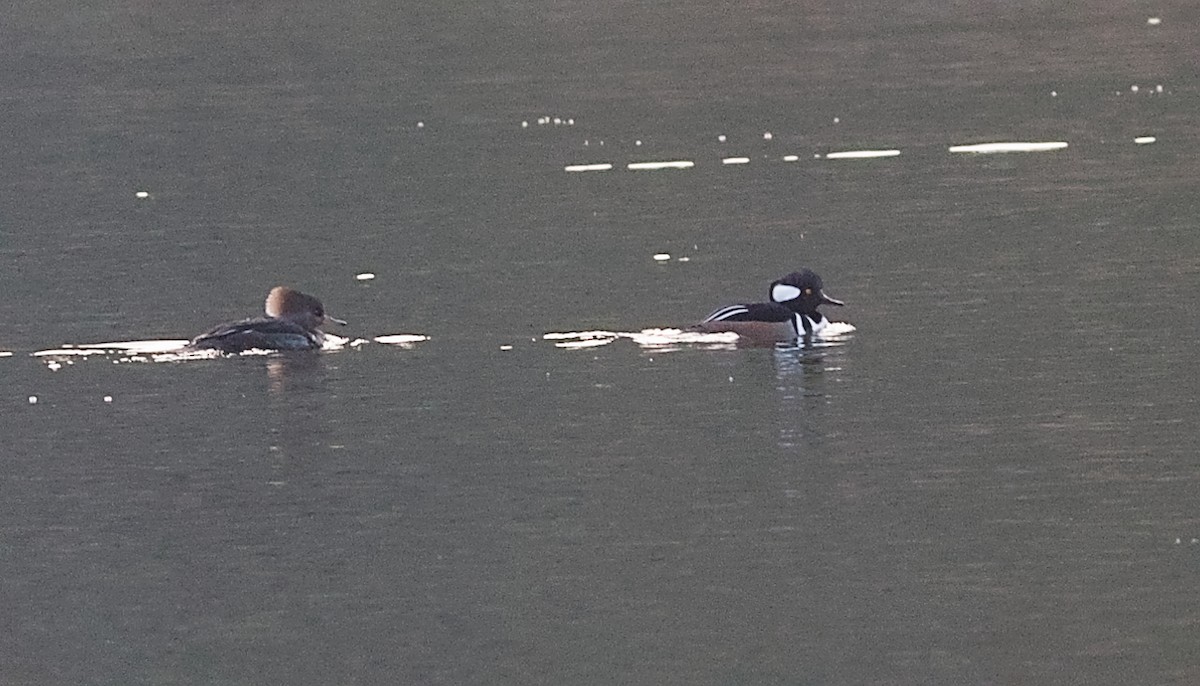 Капюшоновый крохаль - ML646228034