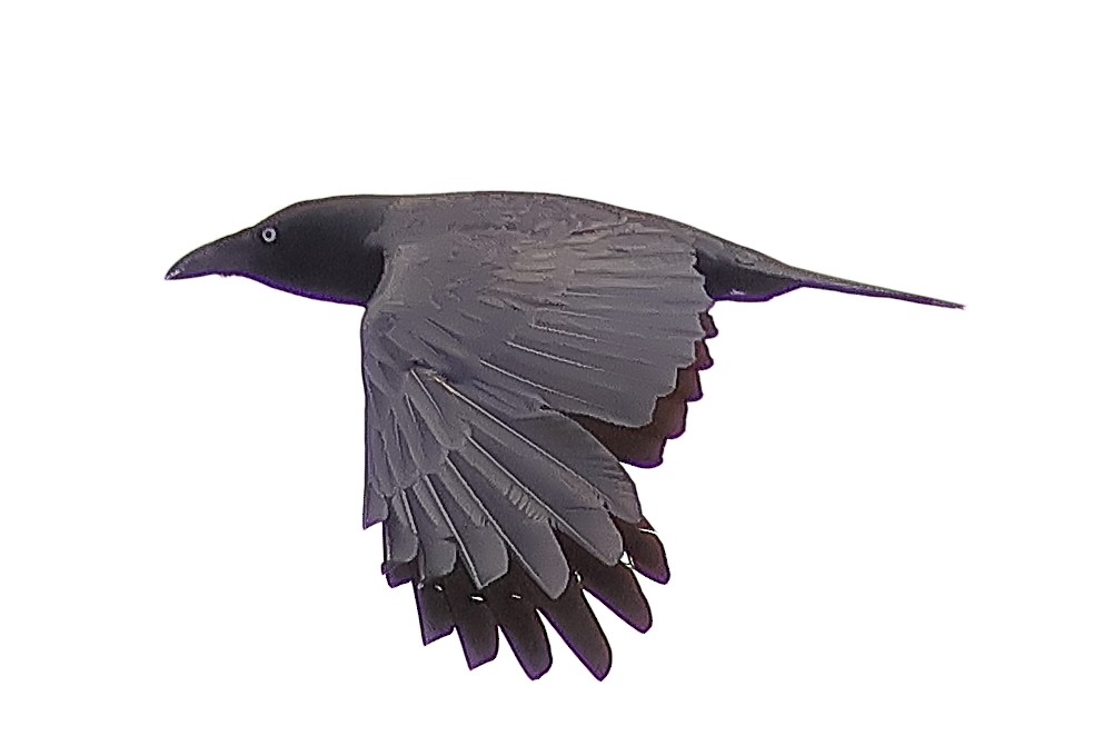 Forest Raven - ML646228035