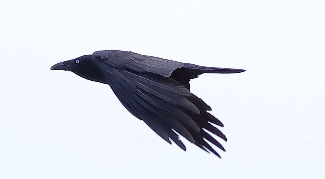 Forest Raven - ML646228036