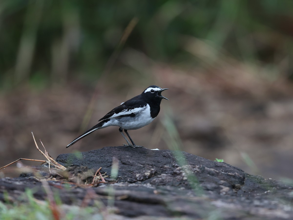 White-browed Wagtail - ML646228054