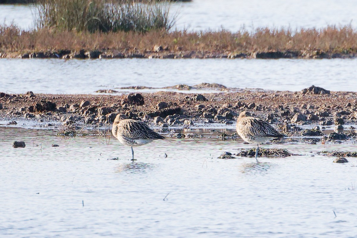 Eurasian Curlew - ML646228057