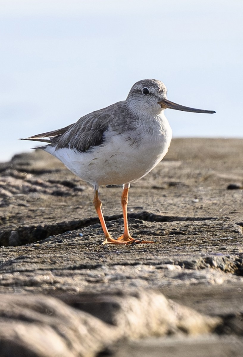 Terek Sandpiper - ML646228058