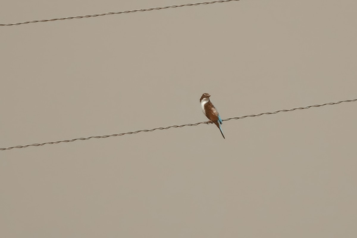 White-throated Kingfisher - ML646228059