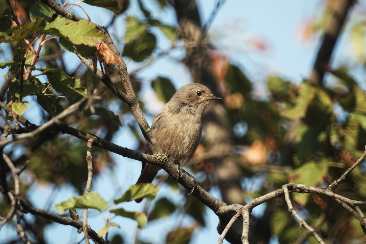 Black Redstart - ML646228061