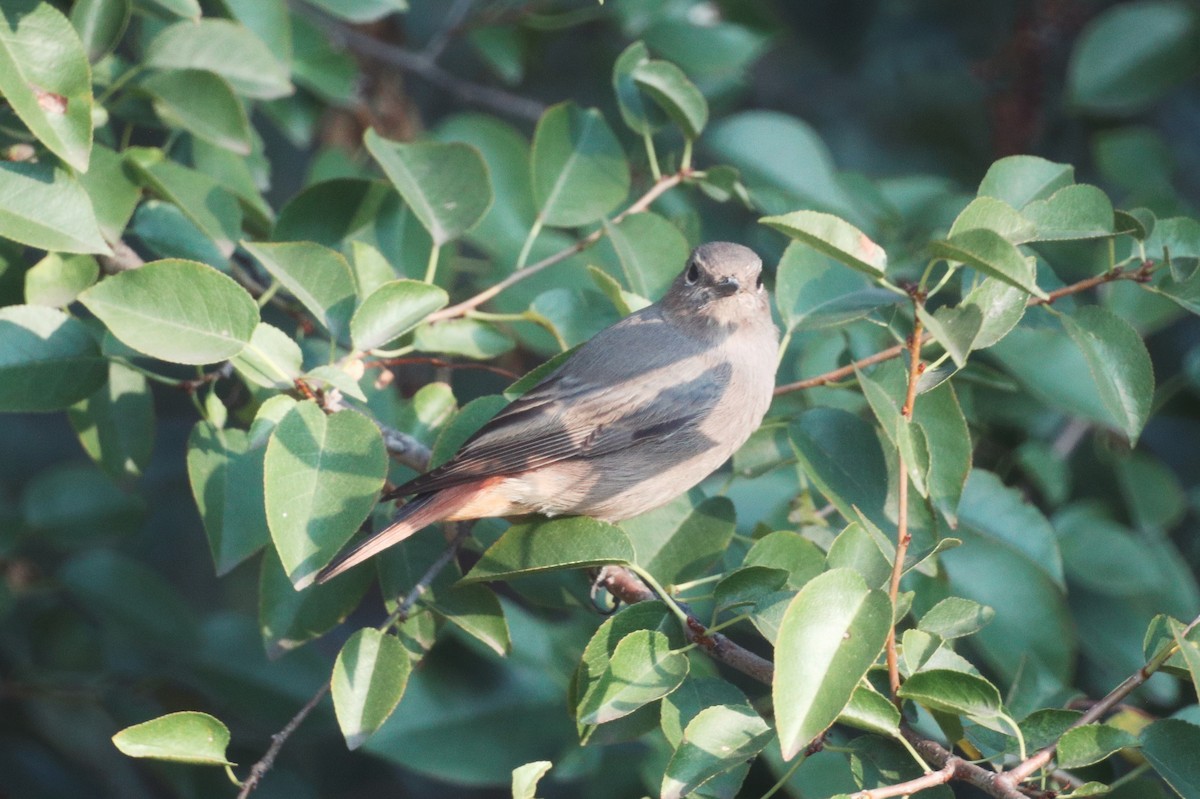 Black Redstart - ML646228062