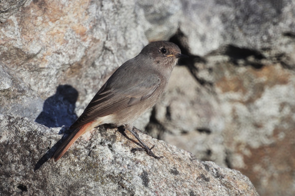 Black Redstart - ML646228063