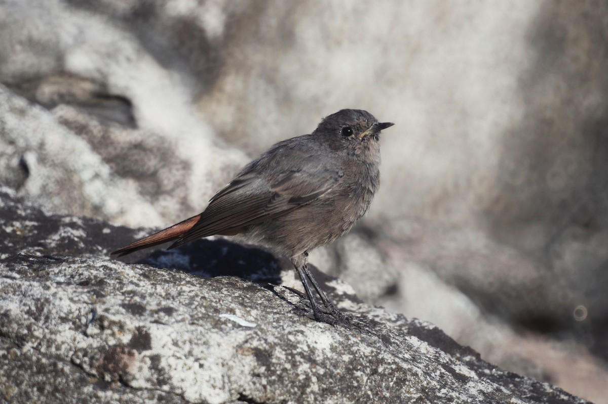 Black Redstart - ML646228064