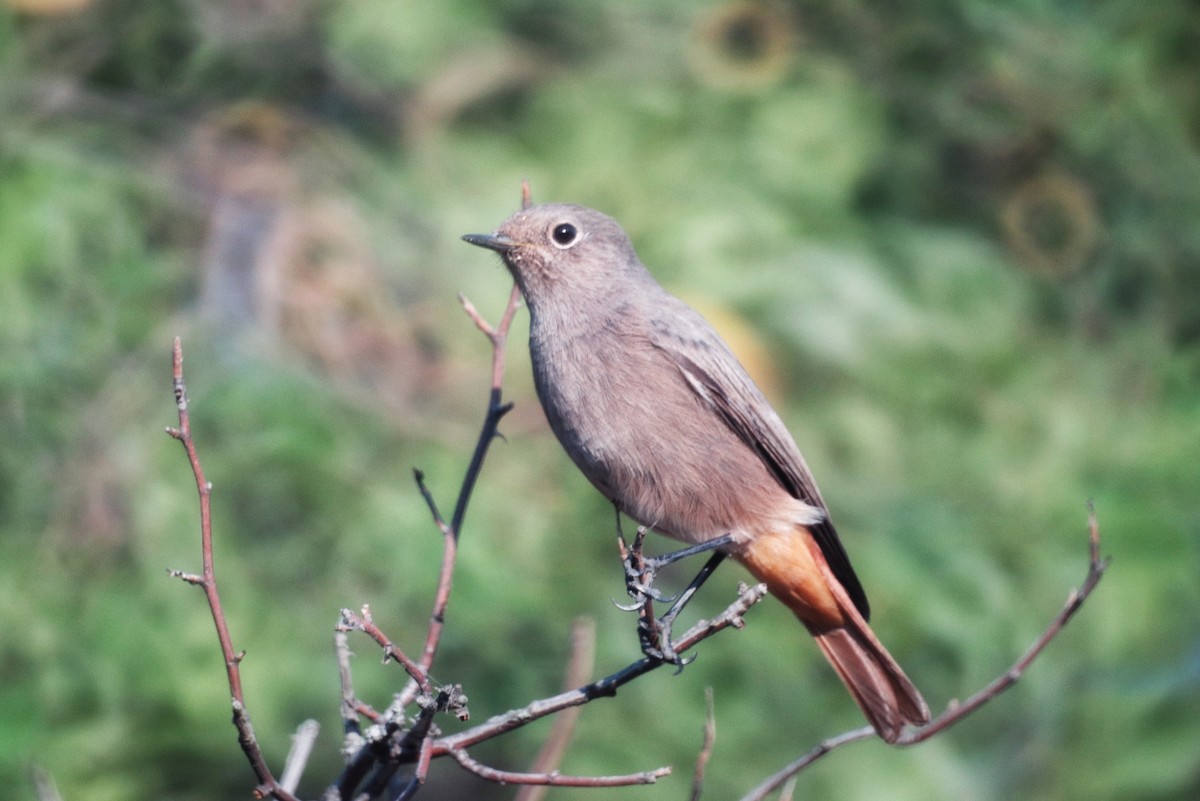 Black Redstart - ML646228065