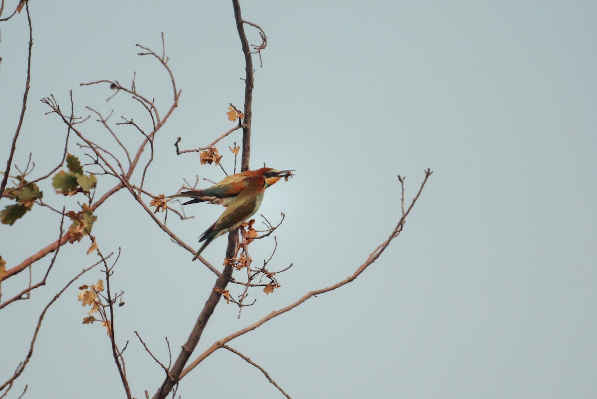 European Bee-eater - ML646228066