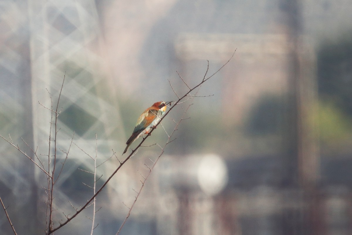 European Bee-eater - ML646228067