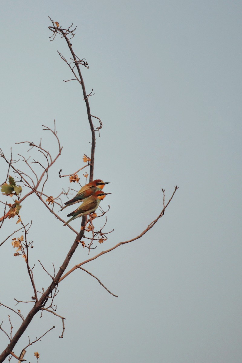European Bee-eater - ML646228068