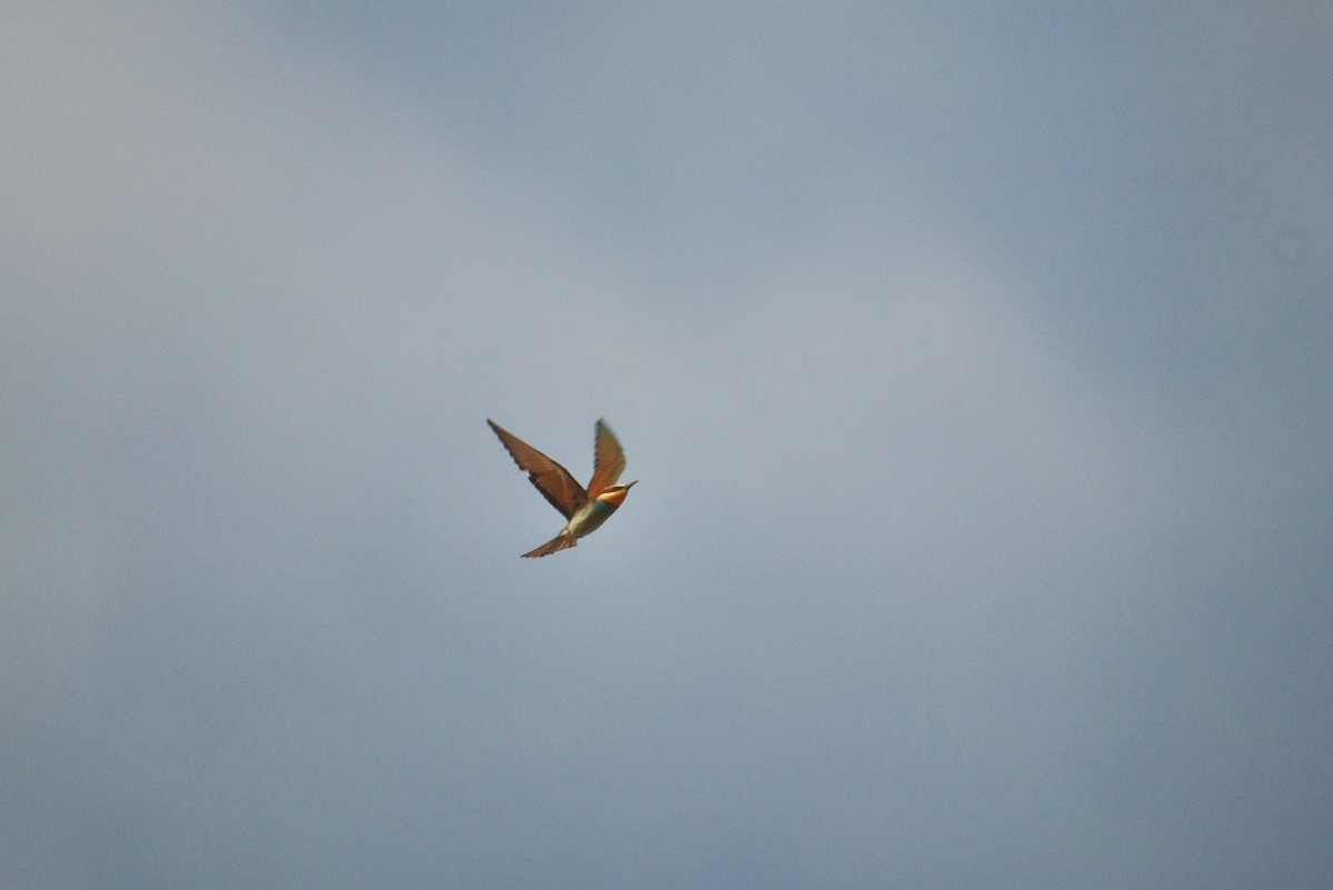 European Bee-eater - ML646228069