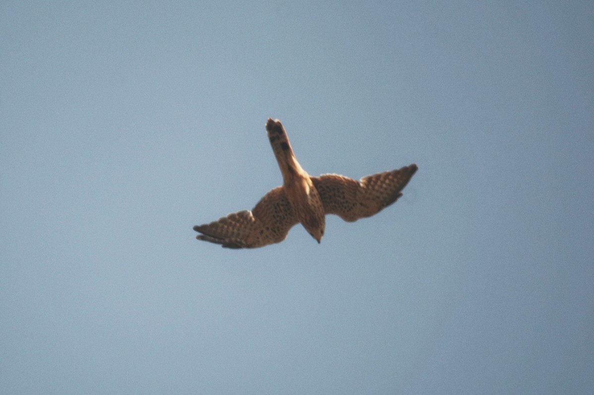 Eurasian Kestrel - ML646228070