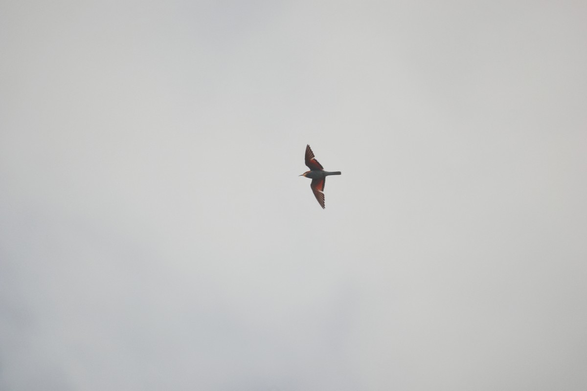 European Bee-eater - ML646228071