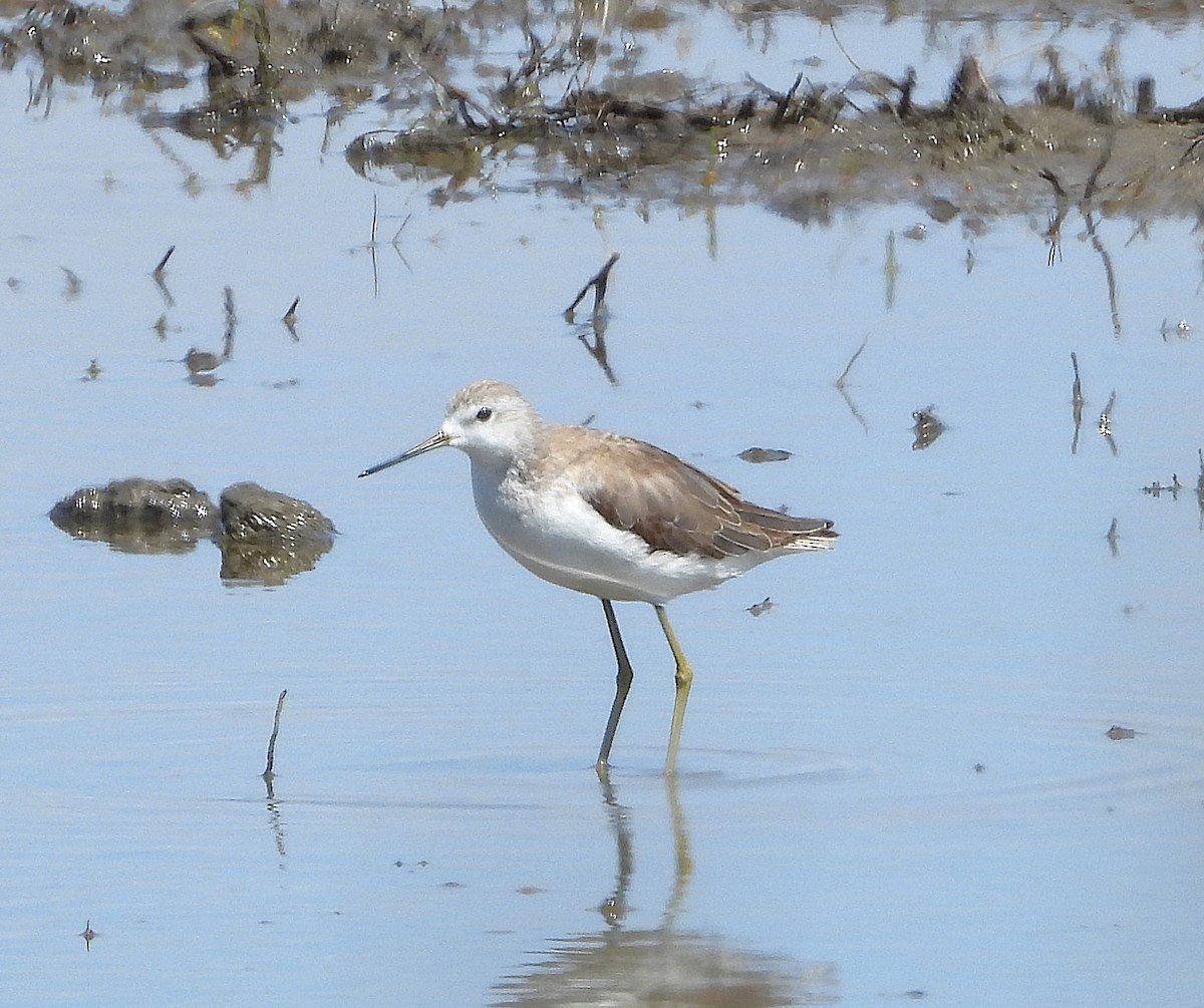 Marsh Sandpiper - ML646228072