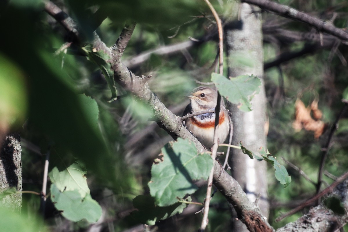 Bluethroat - ML646228073