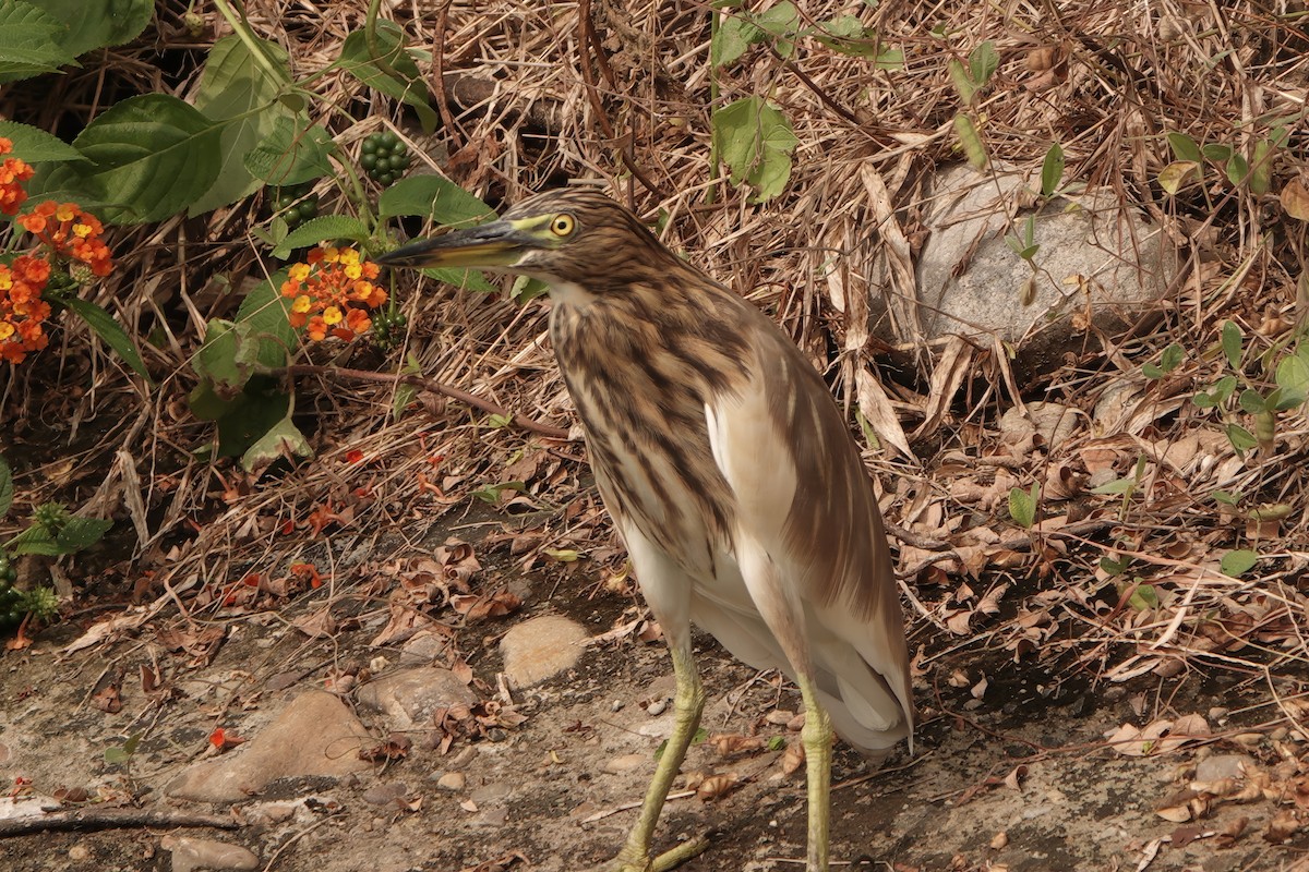Indian Pond-Heron - ML646228074