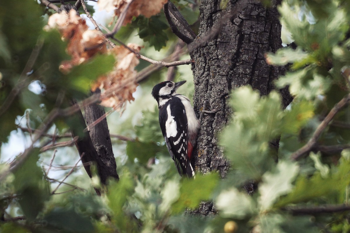 Great Spotted Woodpecker - ML646228075