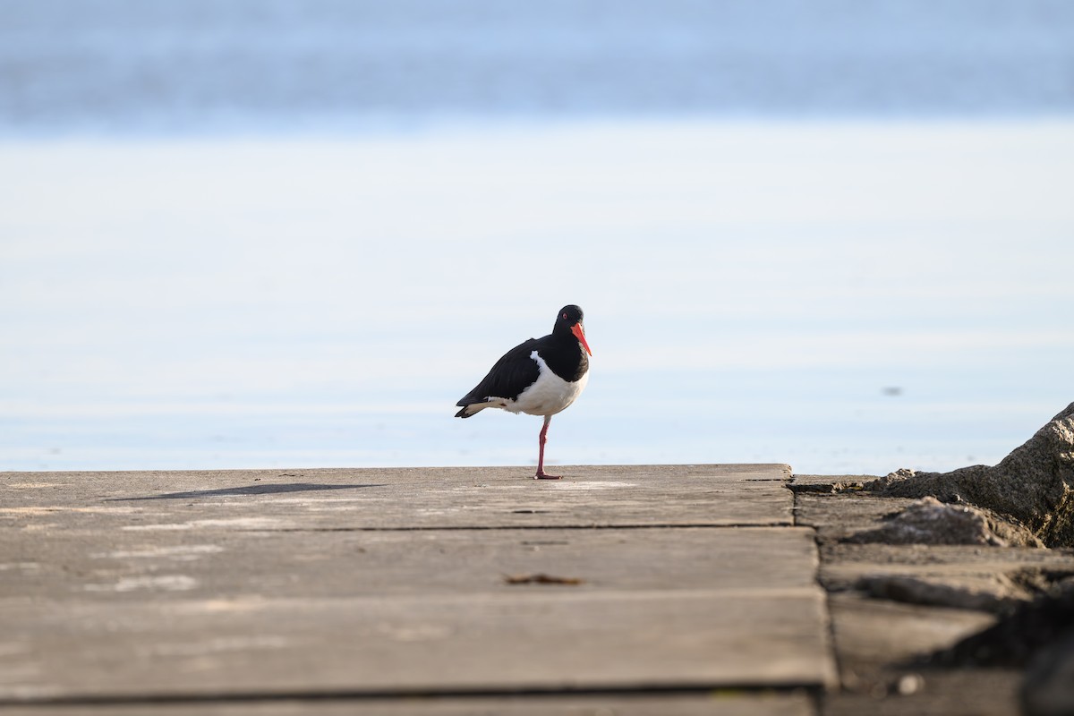 Pied Oystercatcher - ML646228076