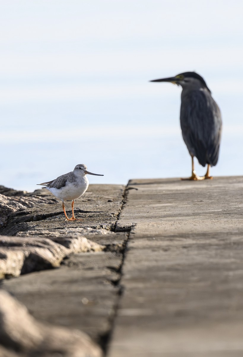 Terek Sandpiper - ML646228078