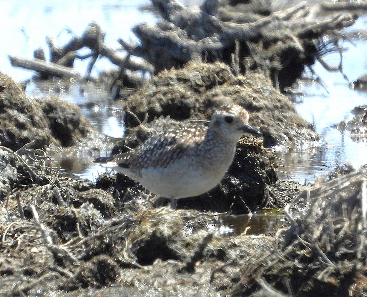 Pacific Golden-Plover - ML646228079