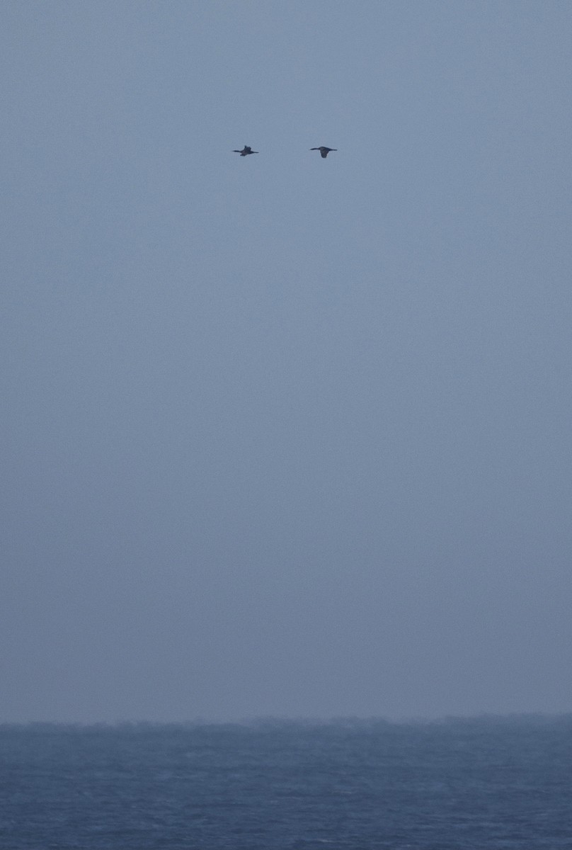 Pelagic Cormorant - ML646228082