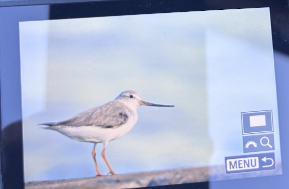 Terek Sandpiper - ML646228083