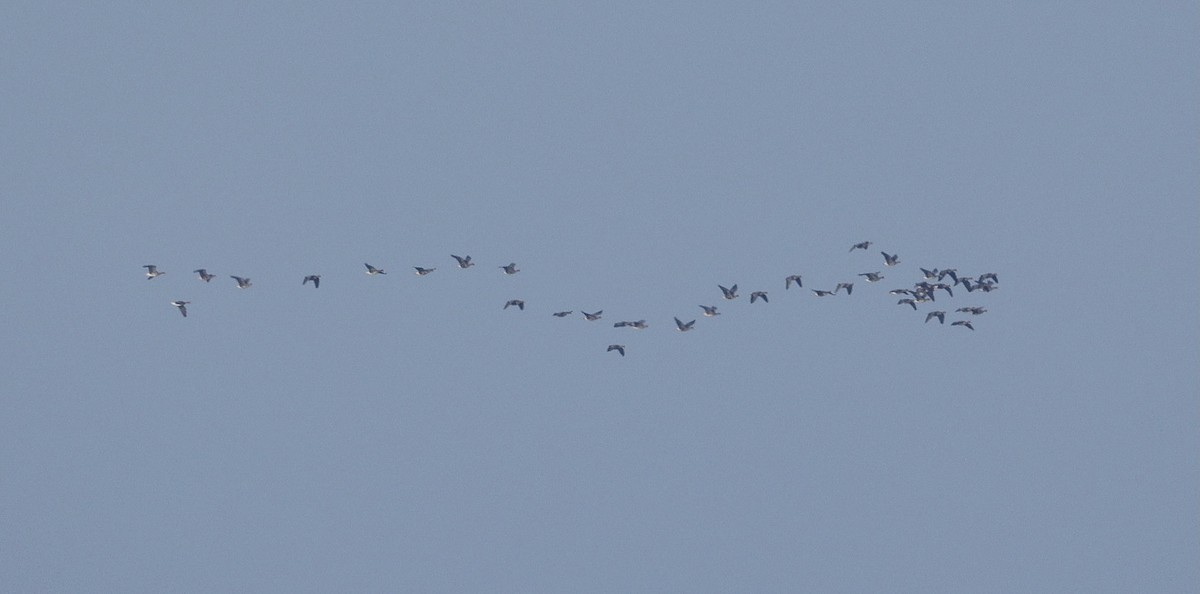 Greater White-fronted Goose - ML646228084