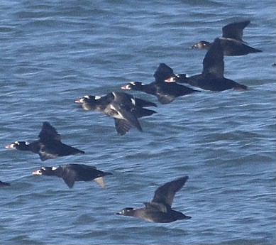 Gadwall - ML646228086