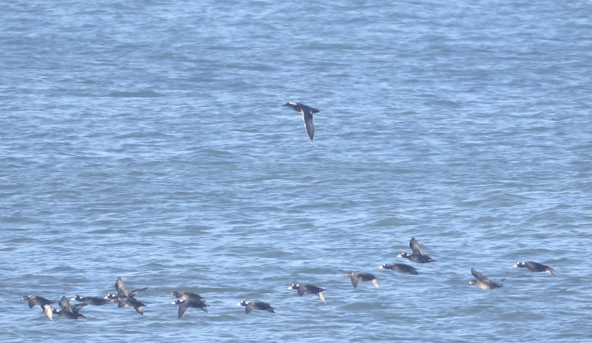 Gadwall - ML646228087