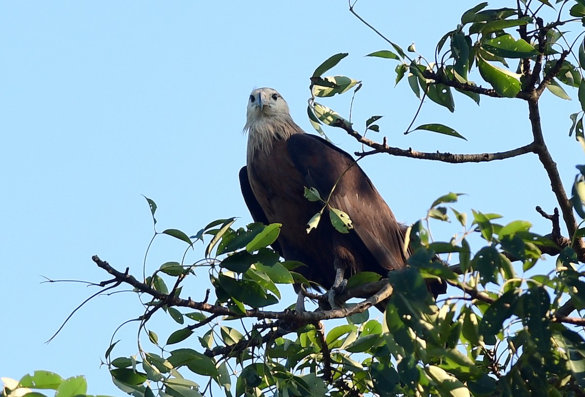 Pallas's Fish-Eagle - ML646228088