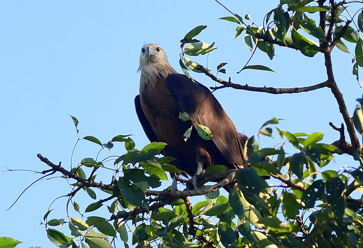 Pallas's Fish-Eagle - ML646228089
