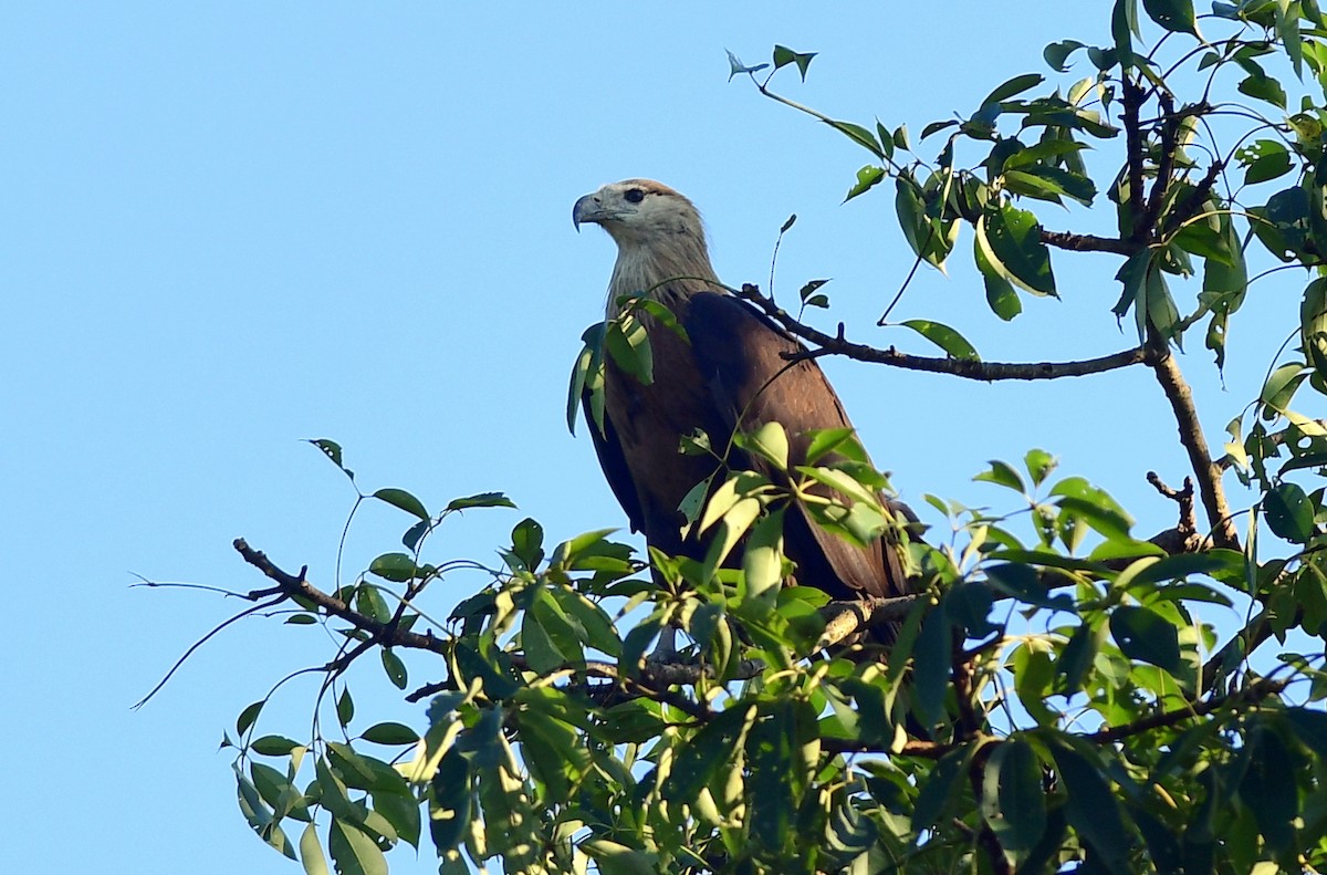 Pallas's Fish-Eagle - ML646228090