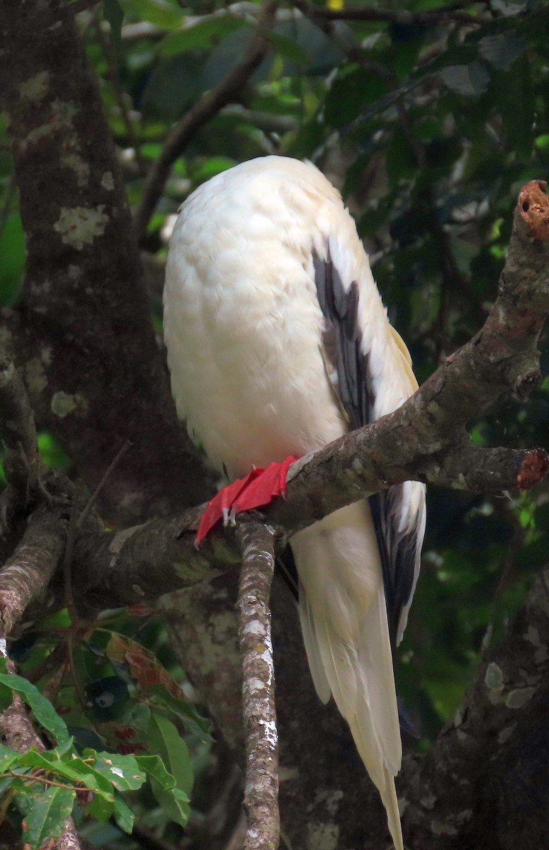 Red-footed Booby - ML646228091
