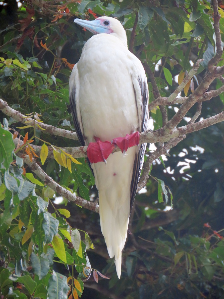 Red-footed Booby - ML646228092