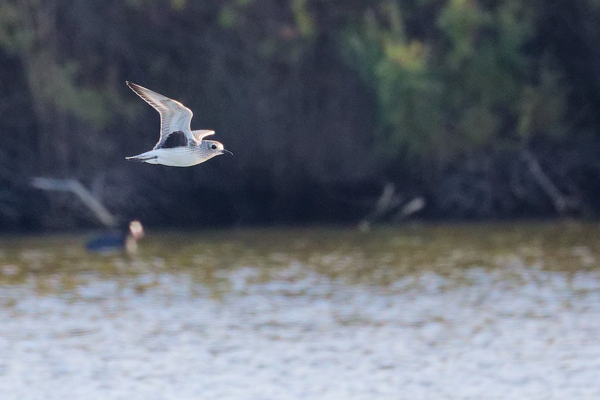 Black-bellied Plover - ML646228093