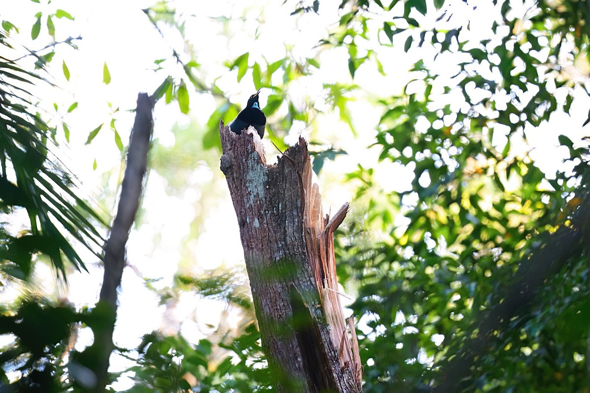Victoria's Riflebird - ML646228103