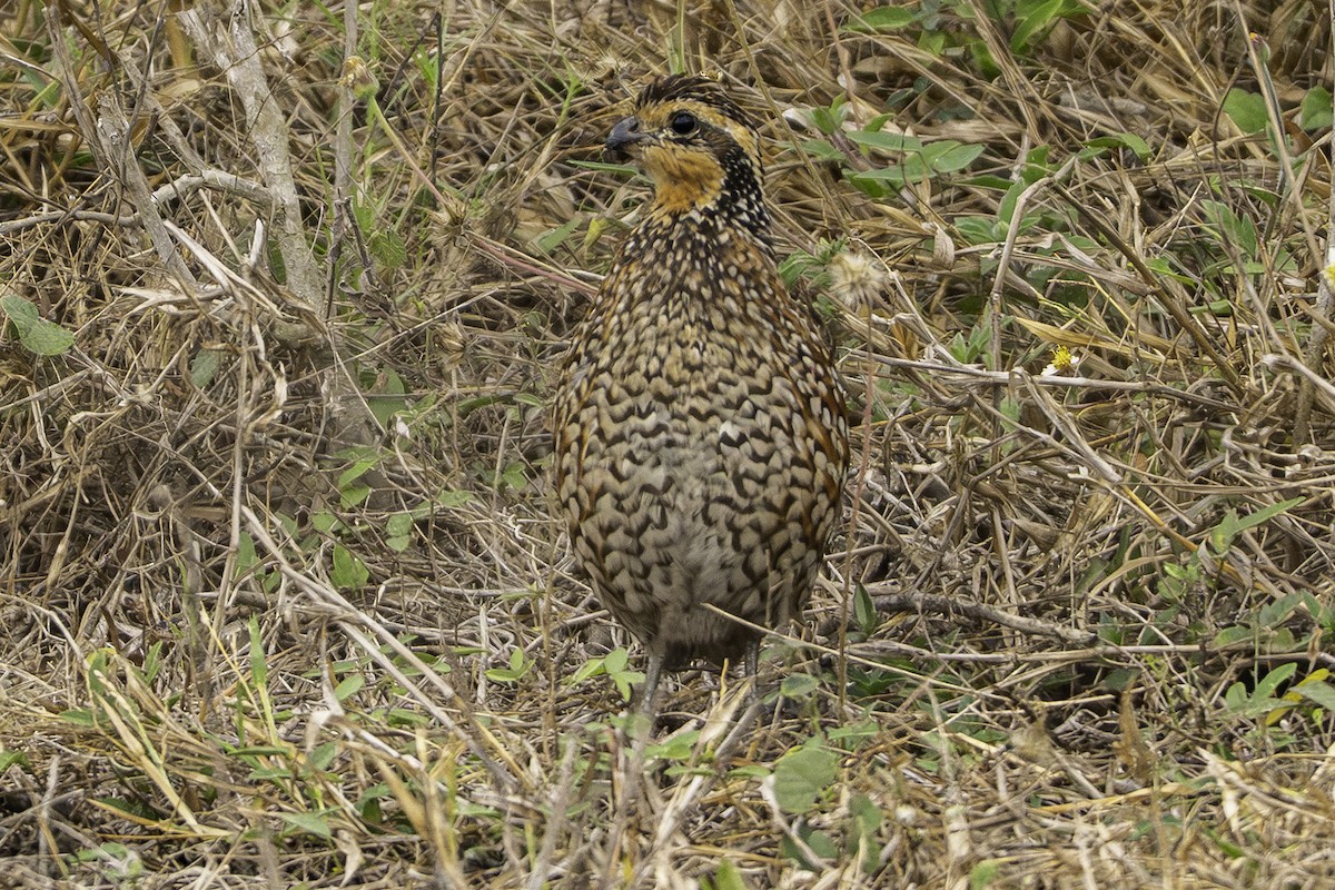 Northern Bobwhite - ML646228120