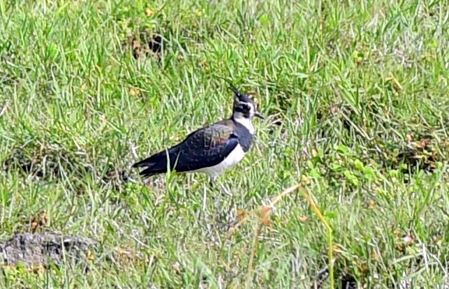 Northern Lapwing - ML646228121