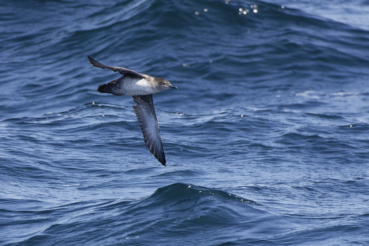 Balearic Shearwater - ML646228143