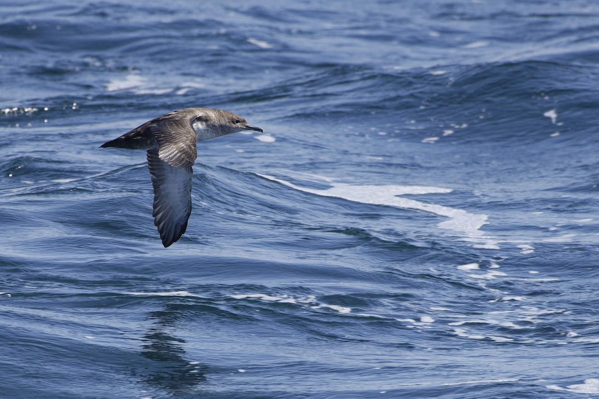 Balearic Shearwater - ML646228144