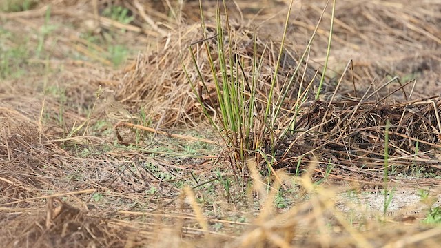 Tree Pipit - ML646228145